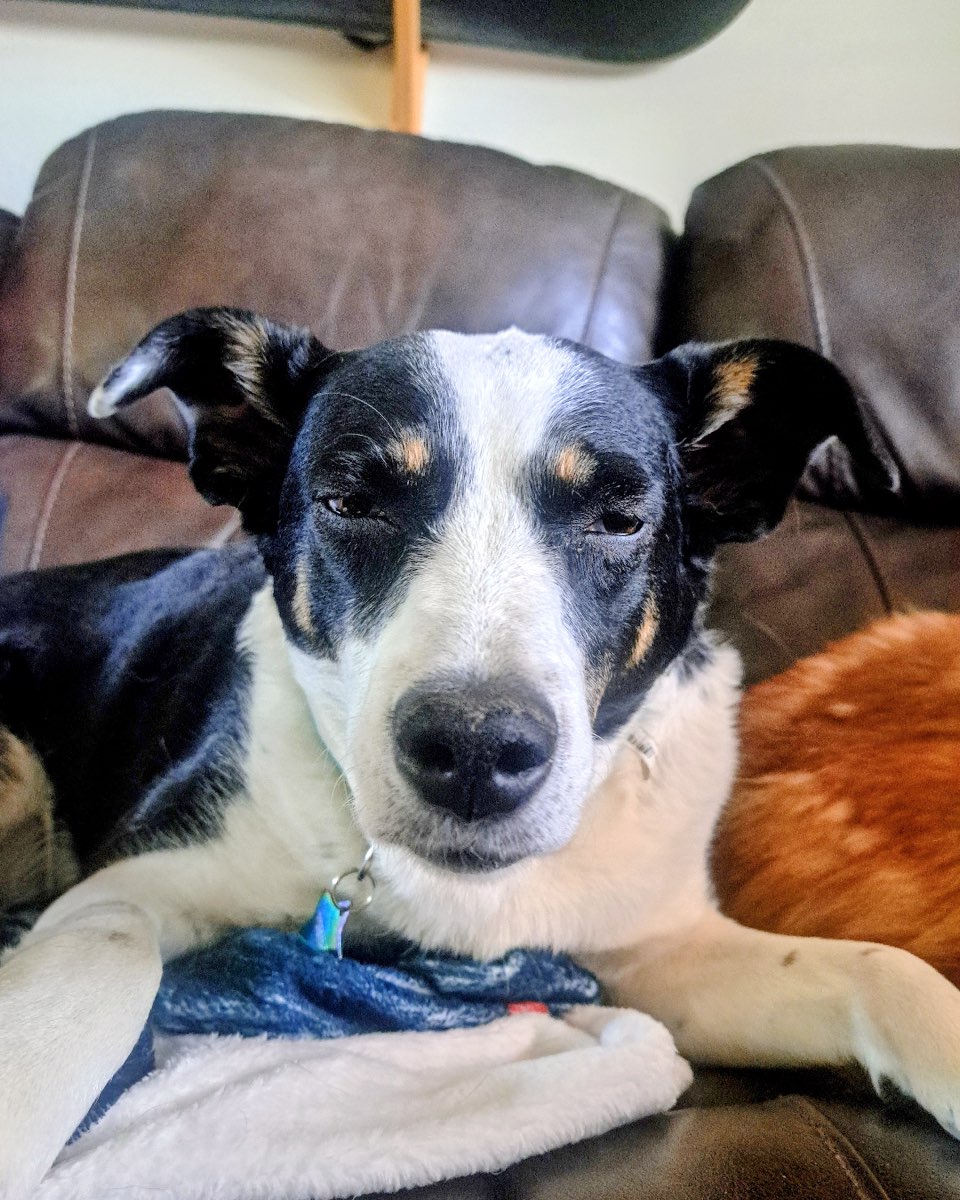 Cute dog named Midi