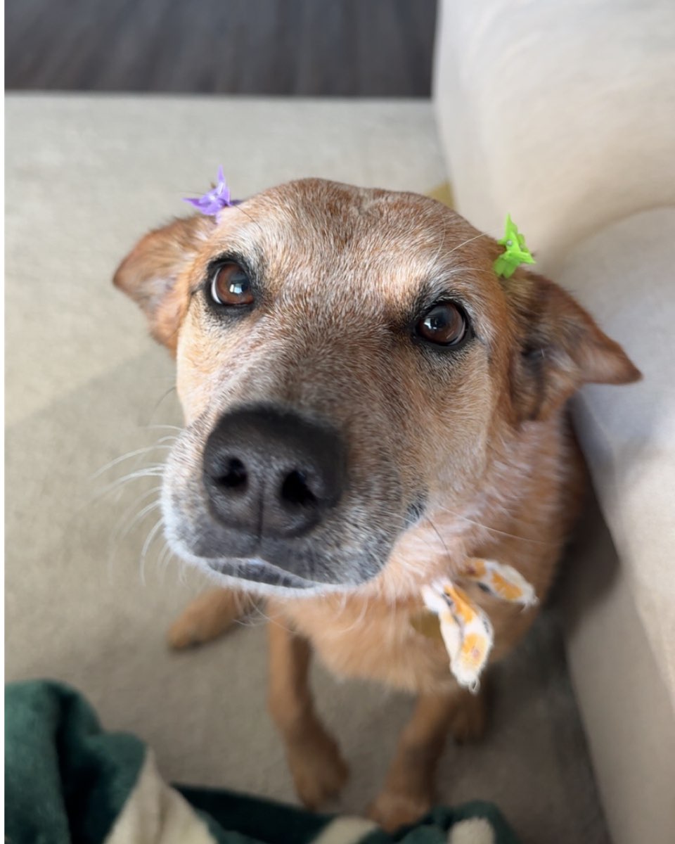 Cute Australian Cattle Dog named Breslin