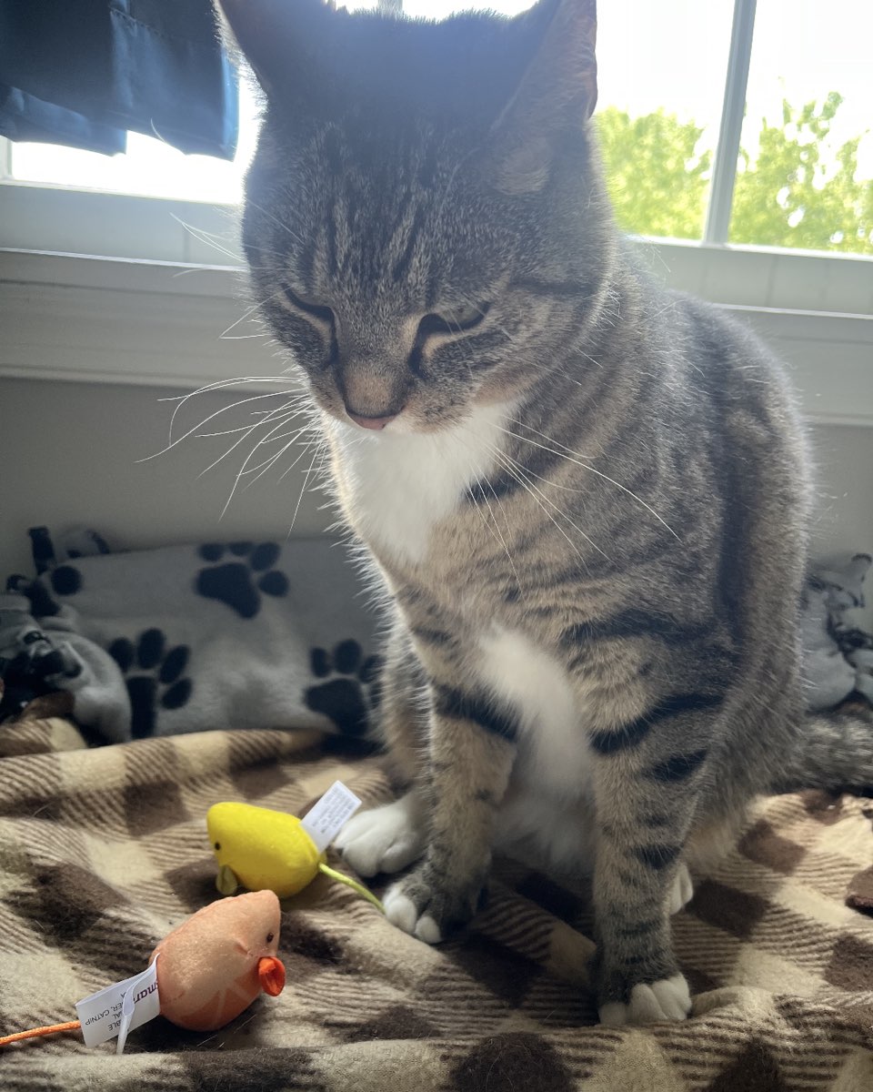 Cute cat named Sam