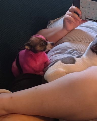 Cute female Chihuahua named moo moo