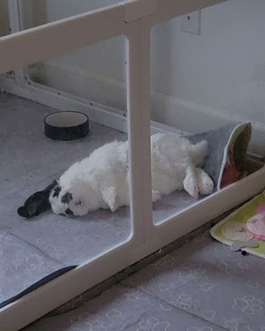Cute Lop ear bunny named Potato