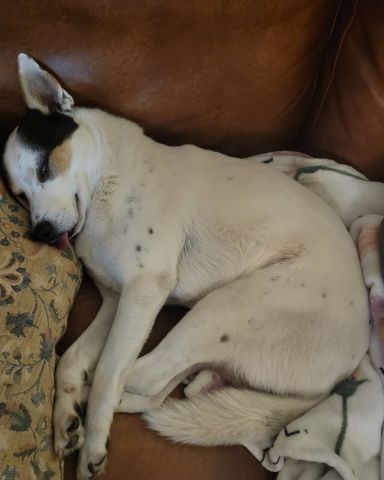Cute dog named Billy