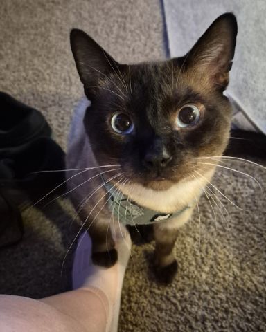 Cute cat named blue