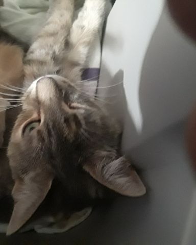 Cute gray tabby named socks