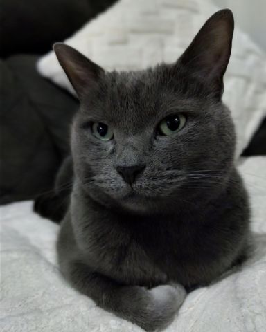 Cute cat named Marshall 🩶 Geoffrey