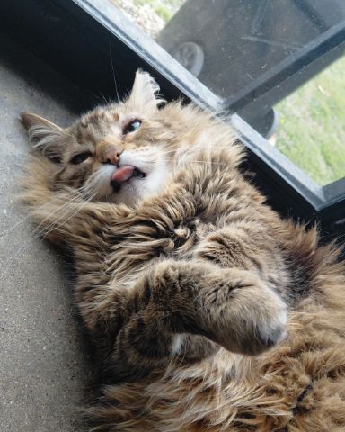 Cute Norwegian Forest Cat named Hot Tamale/Mollie