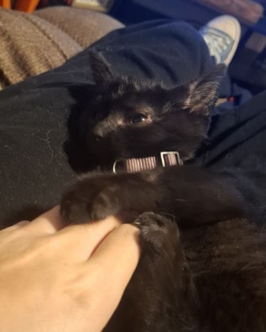 Cute Black cat named Aries