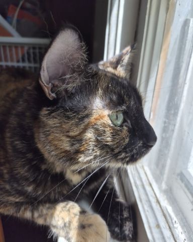 Cute cat named Celestine