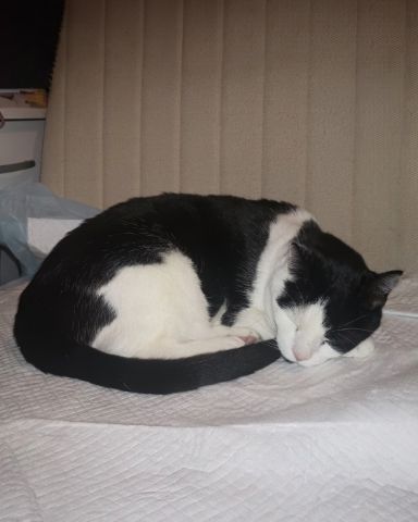 Cute cat named Zeke
