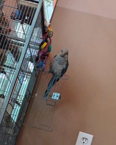 Cute Quaker parrot named pixie