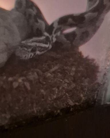 Cute corn snake named ✨Powder✨