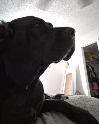 Cute English mastiff mixed with cane corso named Penny💜🤎