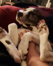 Cute Hound/Boxer named Bucky