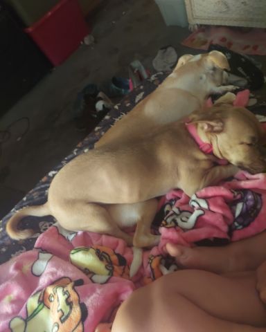 Cute mix breed named Trixie