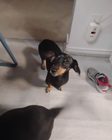 Cute wiener dog named ralphie
