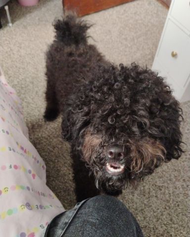Cute dog named Brownie