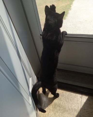 Cute cat named Danny