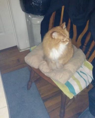 Cute cat named Baby