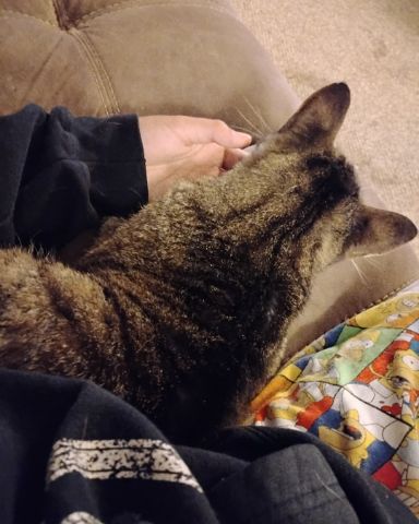 Cute Egyptian Tabby named Shadow
