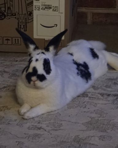 Cute Bunny (Rex) named Oreo