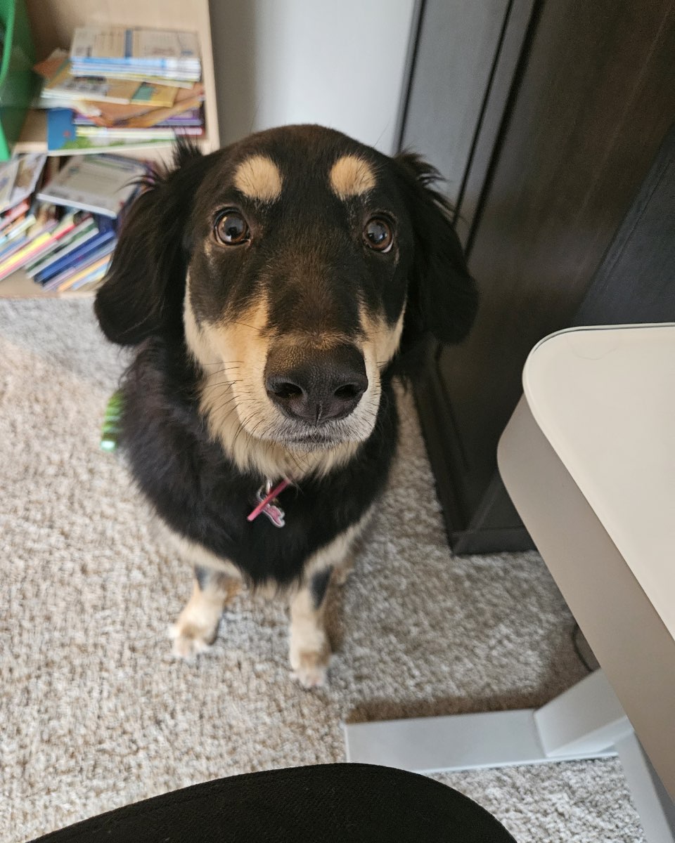 Cute dog named Roxi
