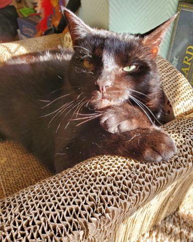 Cute cat named Whiskey