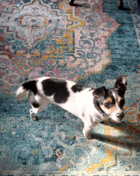 Cute Chihuahua terrier mix named Daisy