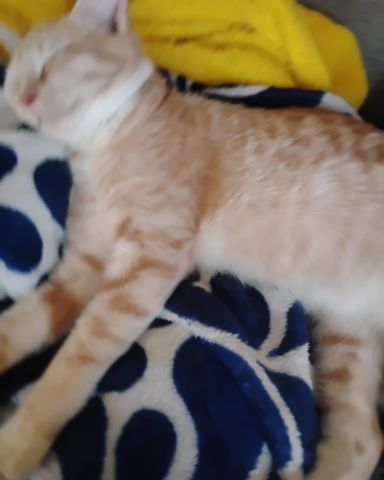 Cute cat named Zack