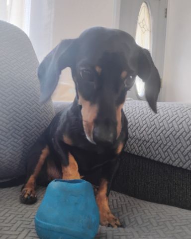 Cute wiener dog named ralphie