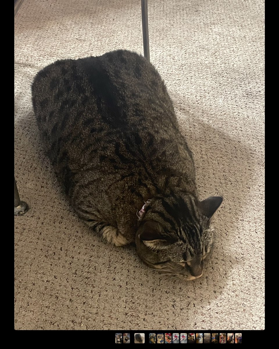 Cute cat named ReyRey