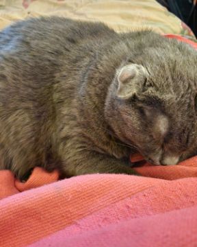 Cute SDH named Lilac