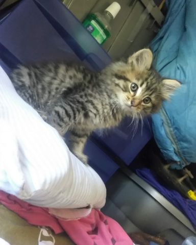 Cute MaineCoon Mix, Tabby named Booey; Baby Boy; Ka-Booey; Boo-Titters