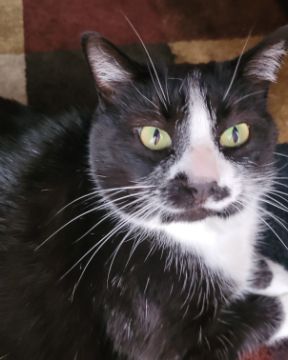 Cute tuxedo named tilly