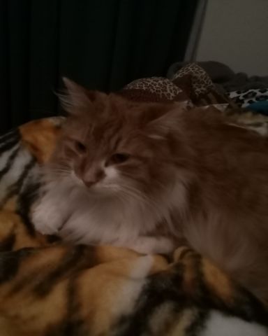 Cute cat named Lucky
