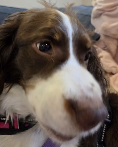 Cute English Springer Spaniel named Sparky