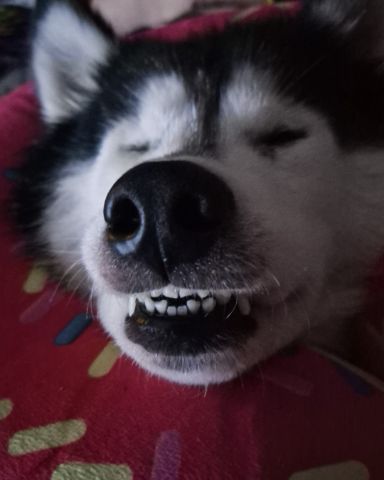 Cute dog named Tasha