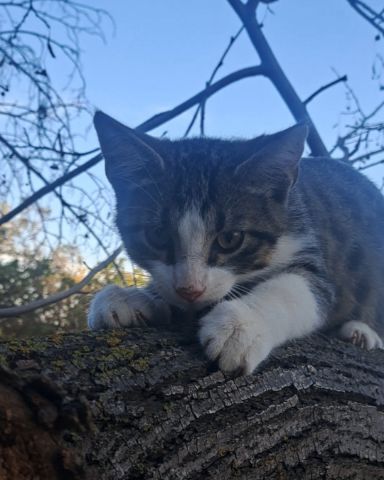 Cute cat named Sol