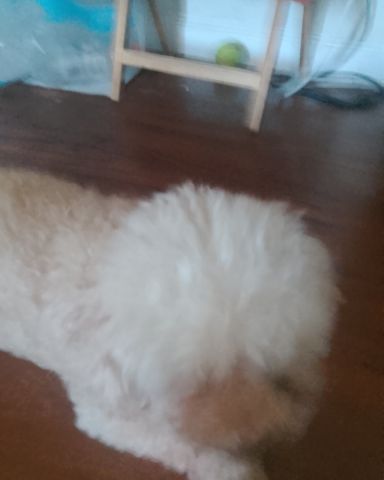 Cute dog named Daisy