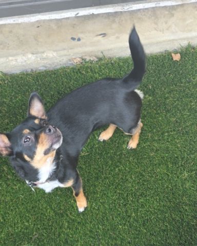 Cute terrier mix named Luci