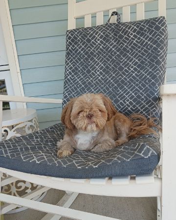 Cute dog named Elsa