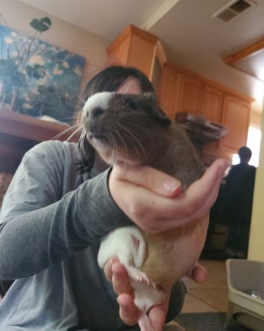 Cute guinea pig named clover569