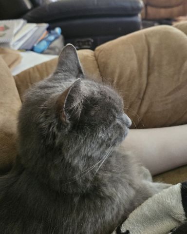 Cute Nebelung named Shadow