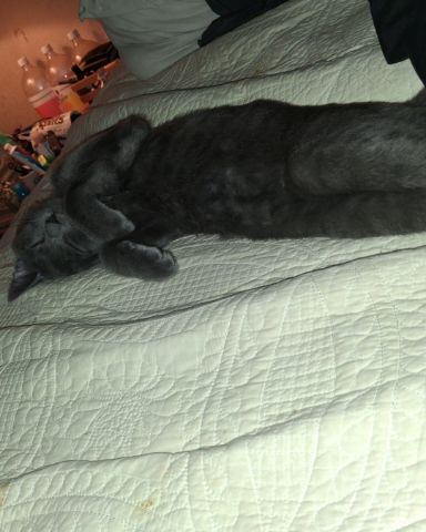 Cute Russian blue named Biscuits