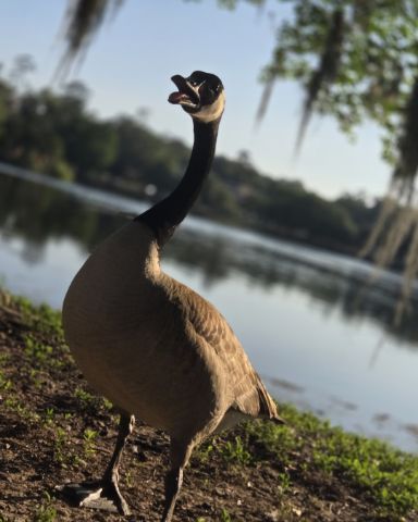 Cute Canada Goose named Mysterious Goose