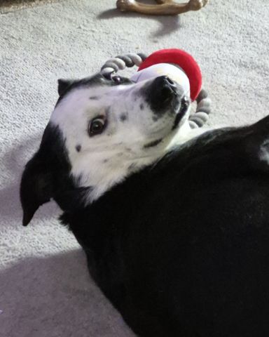 Cute border collie/lab named stevie